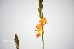 Alysicarpus heyneanus